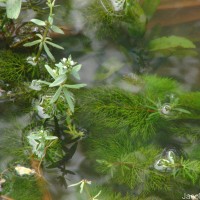 Limnophila heterophylla (Roxb.) Benth.
